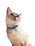 Cattyman Stylish Cat Collar - Dark Blue | Perromart Online Pet Store Singapore