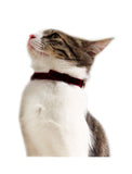 Cattyman Stylish Cat Collar - Velvet Blue | Perromart Online Pet Store Singapore