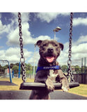 EzyDog Quick Fit Harness Bubblegum (6 Sizes) | Perromart Online Pet Store Singapore