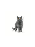 Royal Canin British Shorthair Adult Dry Cat Food 4kg | Perromart Online Pet Store Singapore