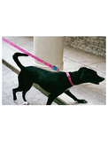 Zee Dog Paradise Dog Leash 2 sizes | Perromart Online Pet Store Singapore